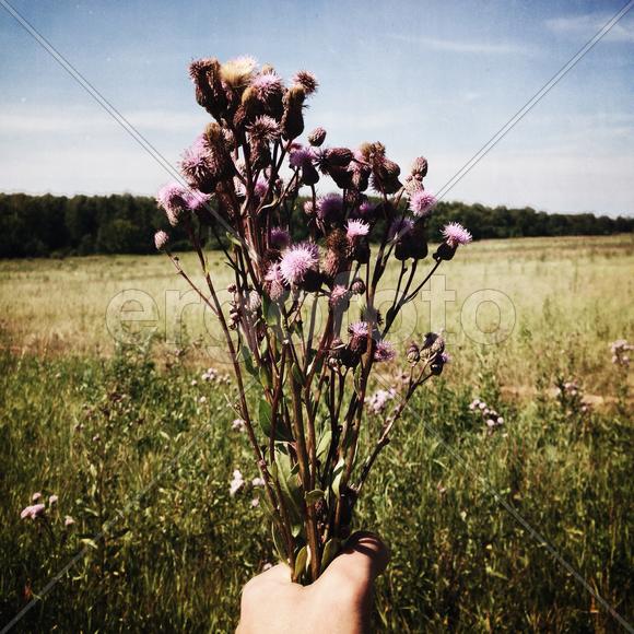 Полевые растения