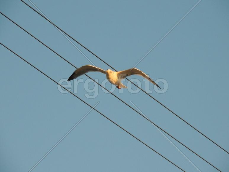 Чайка и провода