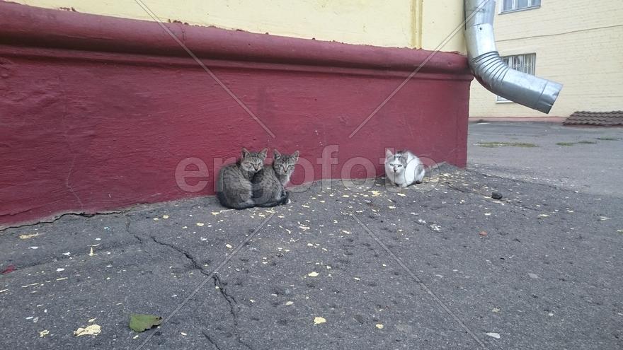 Будущие кошки