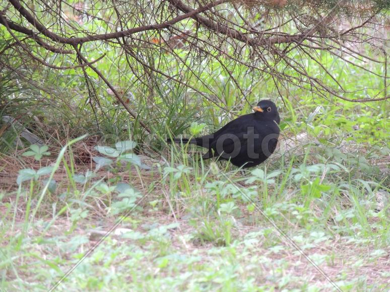 Птица в санаторно-курортном комплексе "Знание"