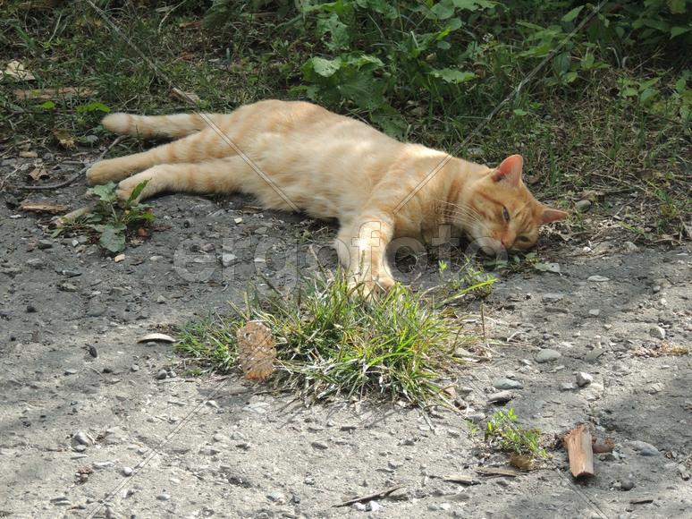 Ленивый кот