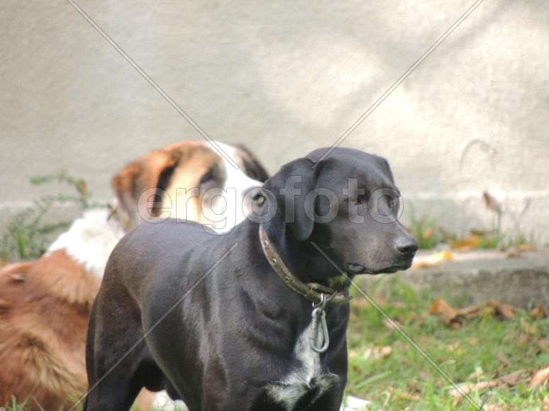 Печальный пёс