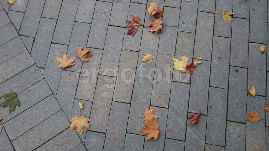 Осень в Сиреневом саду
