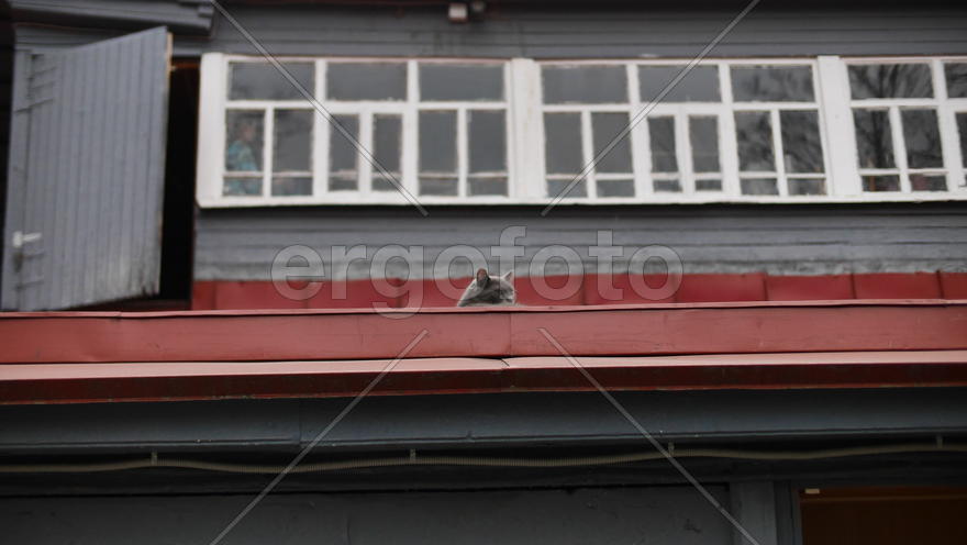 Кот в доме-музее Циалковского Константина Эдуардовича