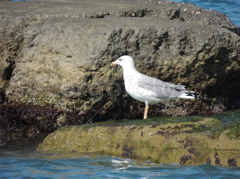 Чайка на камне