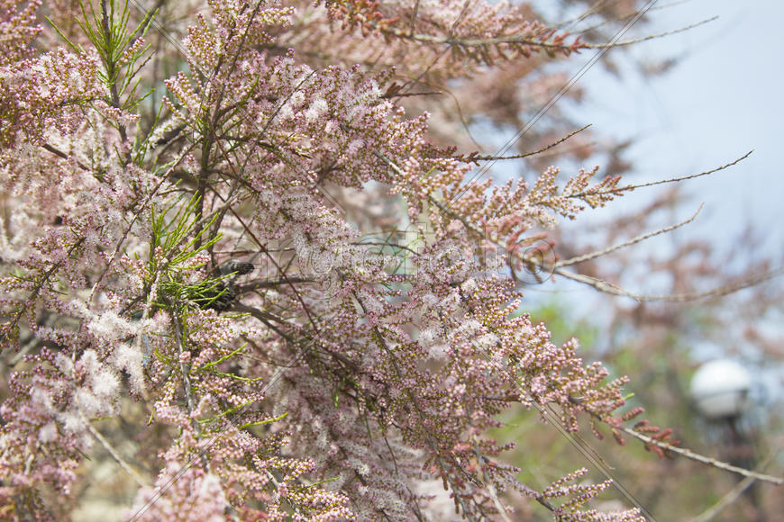 Пушисточки