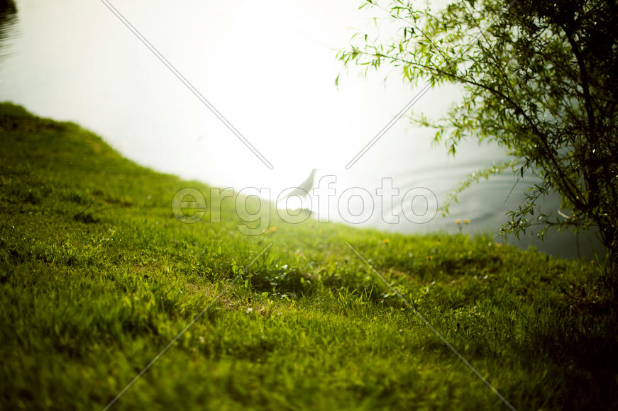 Оттенки зелёного