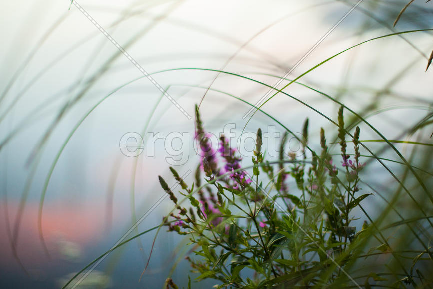 Цветы над водой