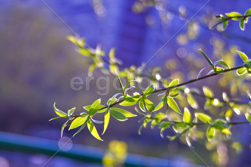 Молодые листочки