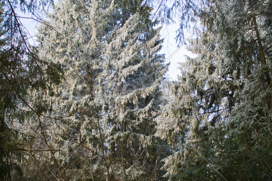 Елки в зимнем лесу