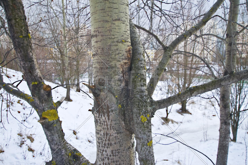 "Семейство"