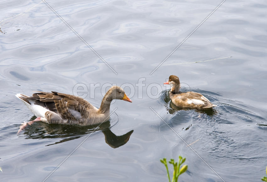 Утка с утенком