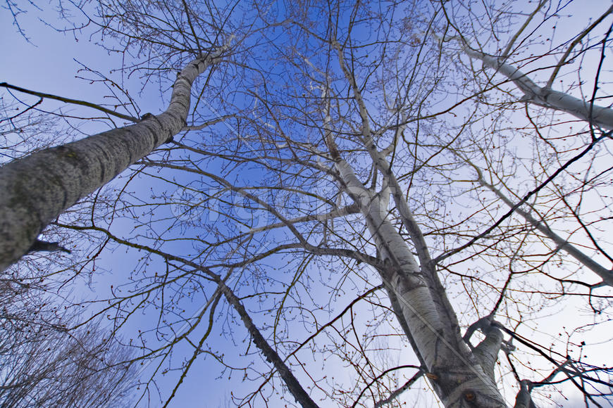 Деревья и небо