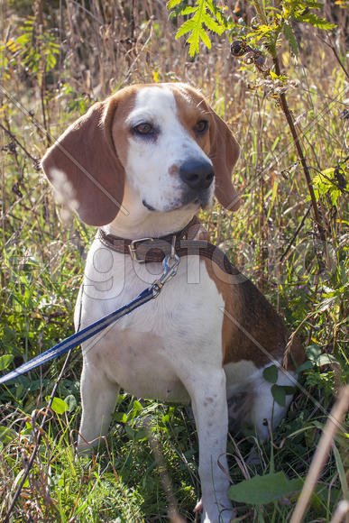 Бигль на природе