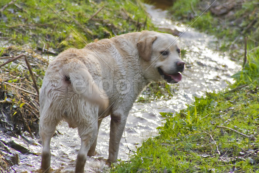 Собака-улыбака