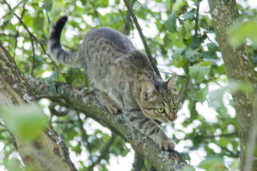 Серая кошка охотится на птицу