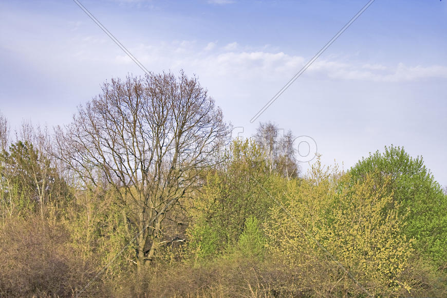 Деревья на крылатских холмах. Весна