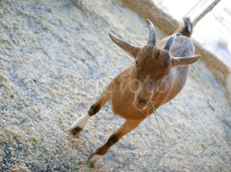 Коза в зоопарке