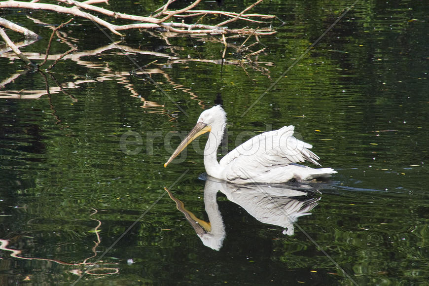 Красавец-пеликан