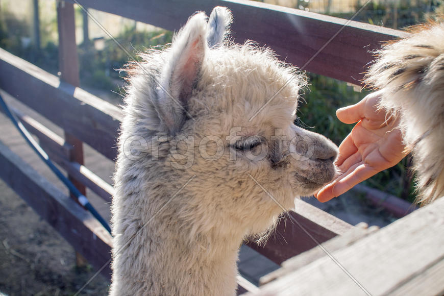 Малыш Альпачино. Детеныш альпаки