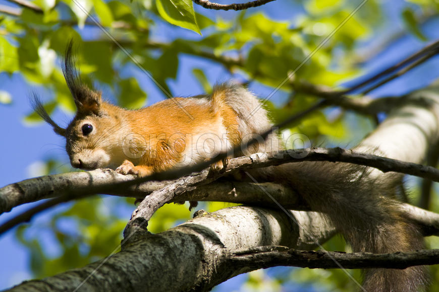 Белочка на ветке дерева