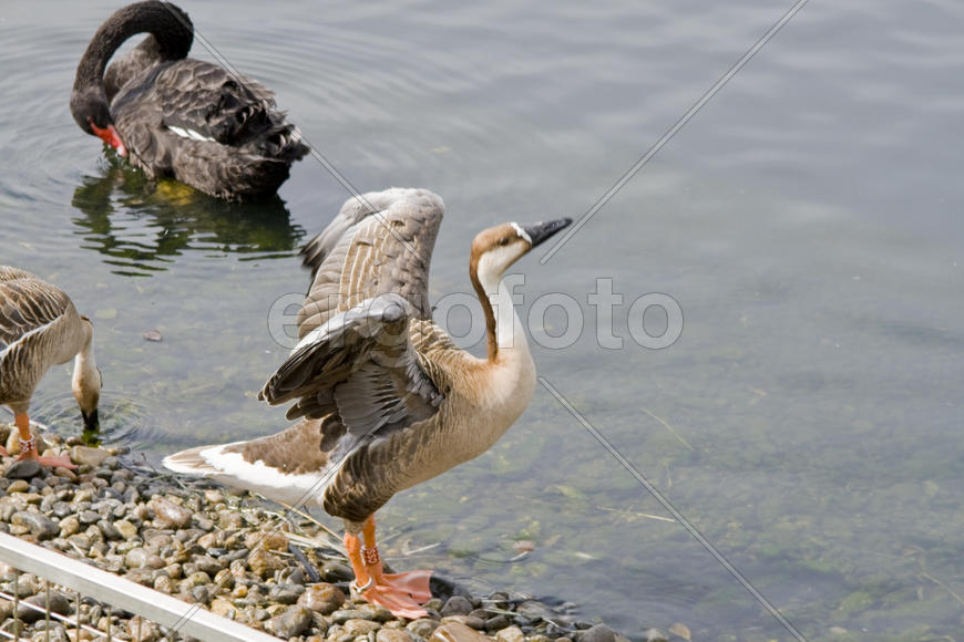 Утка расправляет крылья 