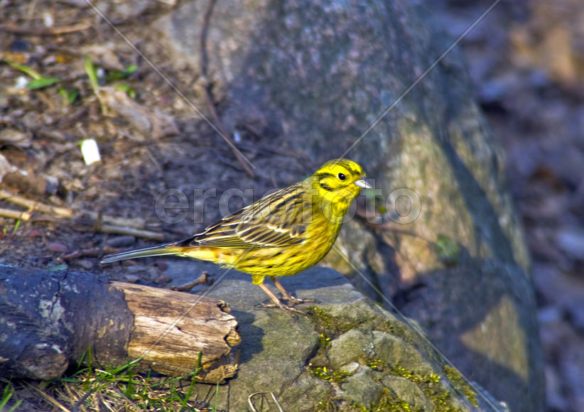 Овсянка, жёлтая птичка