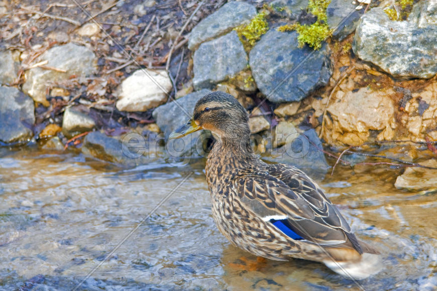 Утка купается в роднике