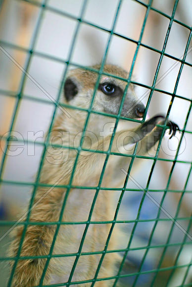 Свободу сурикатам!!