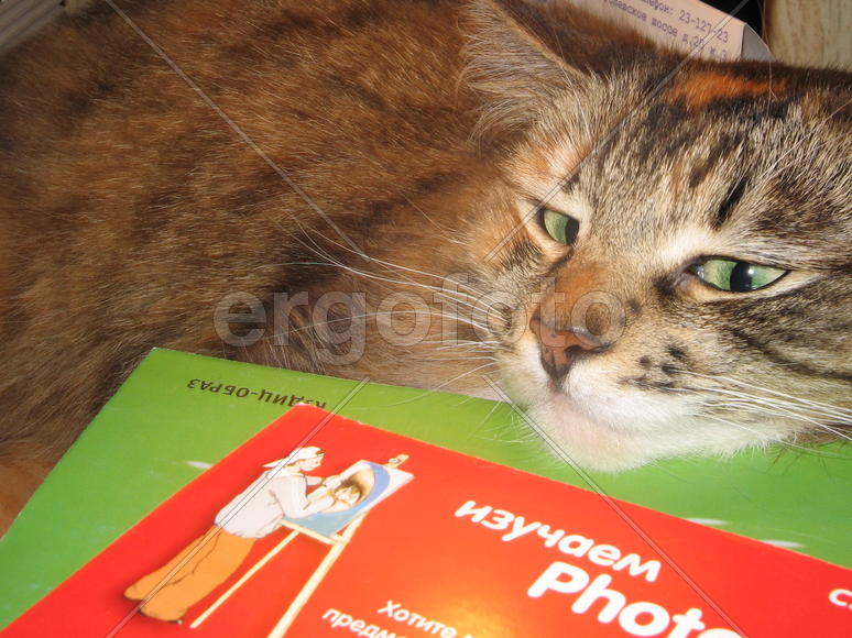 Кот изучает Photoshop