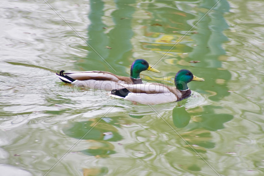 Две утки плывут рядом