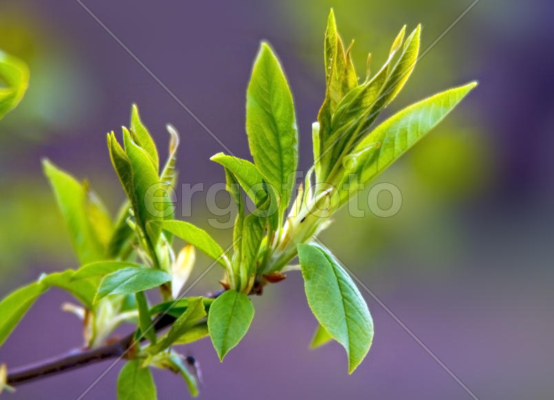 Первая листва