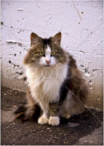 Пушистый кот