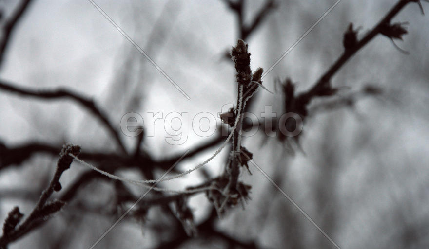 Иней на паутинке