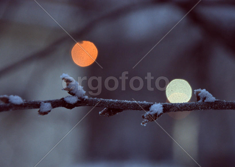 Ветка дерева в инеи 