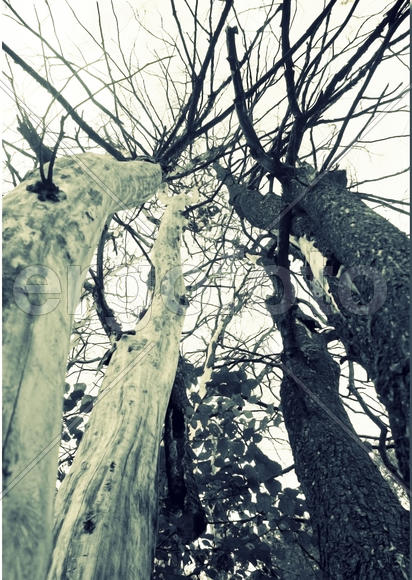 Черное-Белое