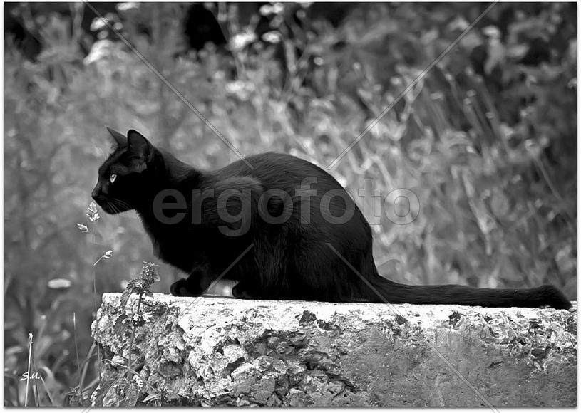Кот. Чёрно-белое