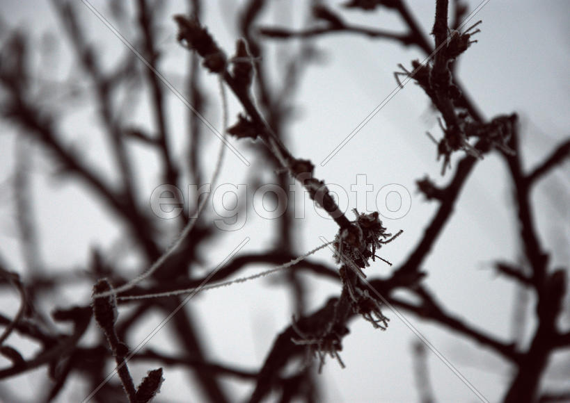 Ветка в инее