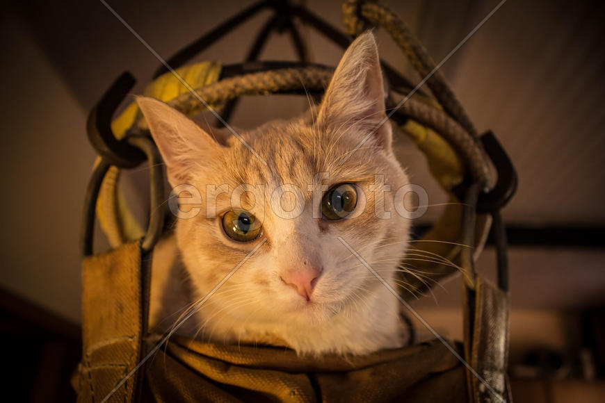 Персиковый кот