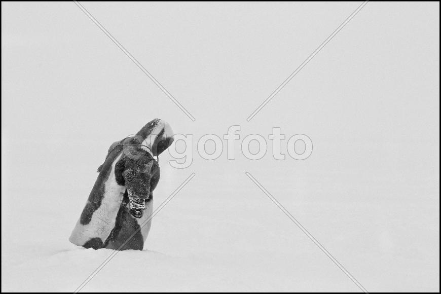 Женщина зимой