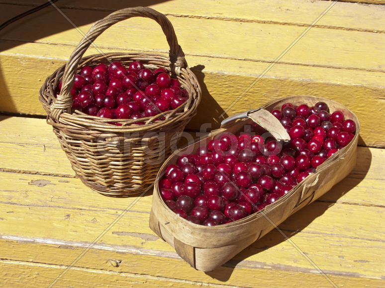 Спелая вишня