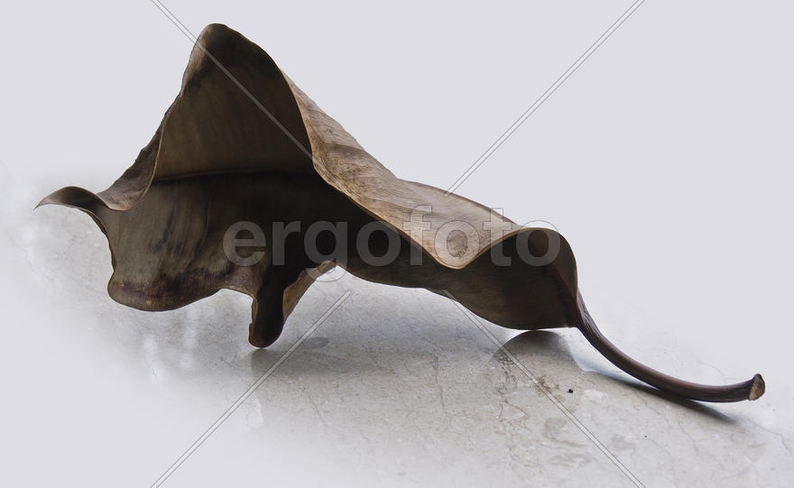 Лист Мёбиуса