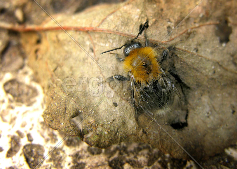 Мокрый шмель