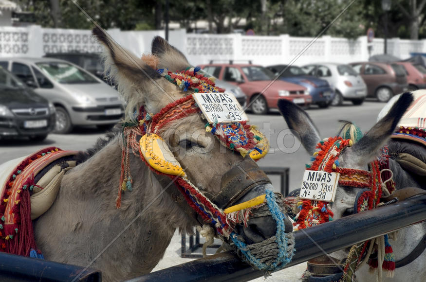 Только настоящий осёл знает толк в такси