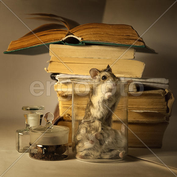 Хомка волнуется