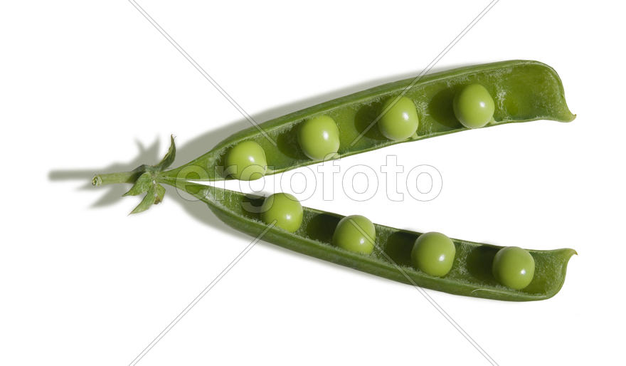 Стручок горошка