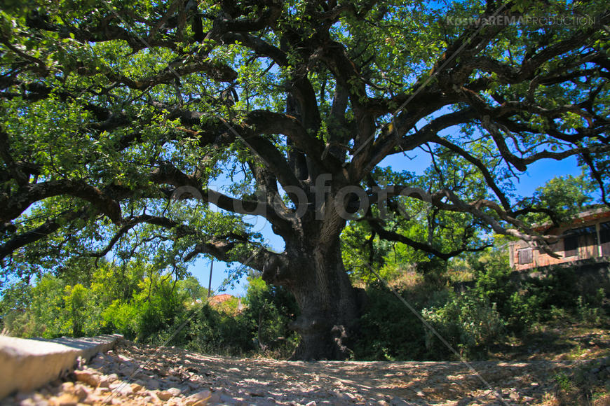 ветвистый дуб