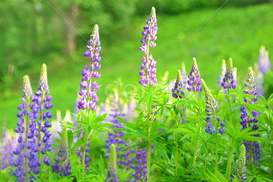 Цветение люпинов