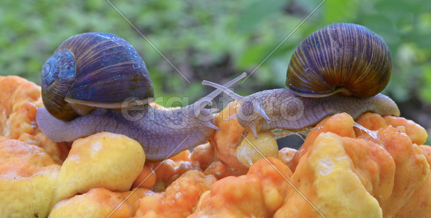 А может это любовь?..