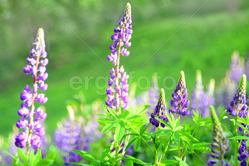 Цветение люпинов